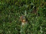 Ground Squirrel
